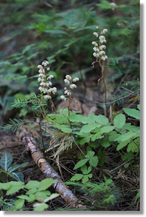 White-Veined Wintergreen (Pyrola picta)