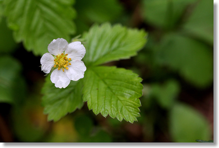 Wood Strawberry (Fragaria vesca) blooming in Wawona Meadow, Yosemite National Park