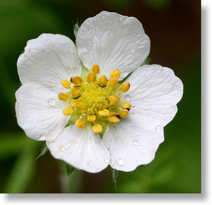 Wood Strawberry (Fragaria vesca) bloom in Wawona Meadow, Yosemite National Park