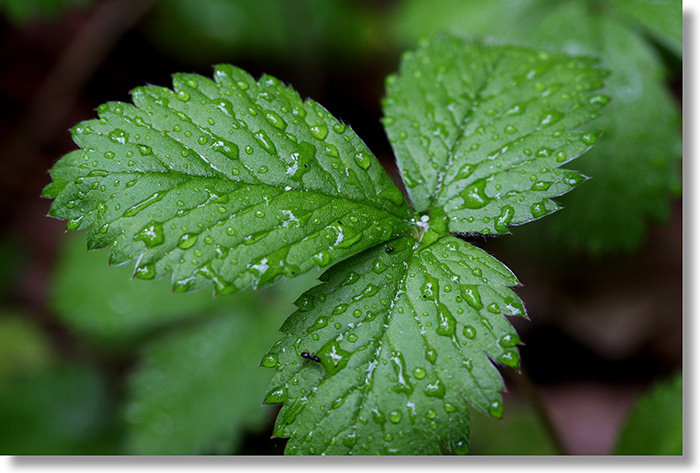 Wood Strawberry (Fragaria vesca) Leaves