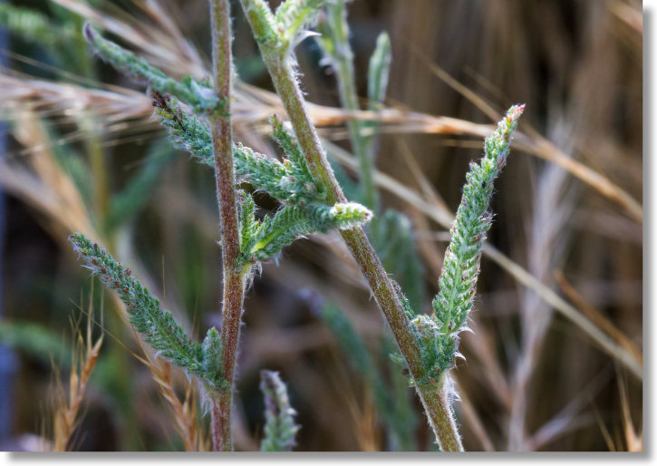 Common Yarrow (Achillea millefolium)
