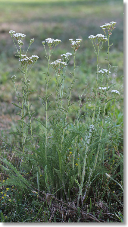 Common Yarrow (Achillea millefolium)