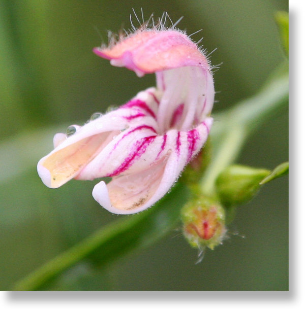 Yawning Penstemon (Keckiella breviflora) flower in Yosemite National Park