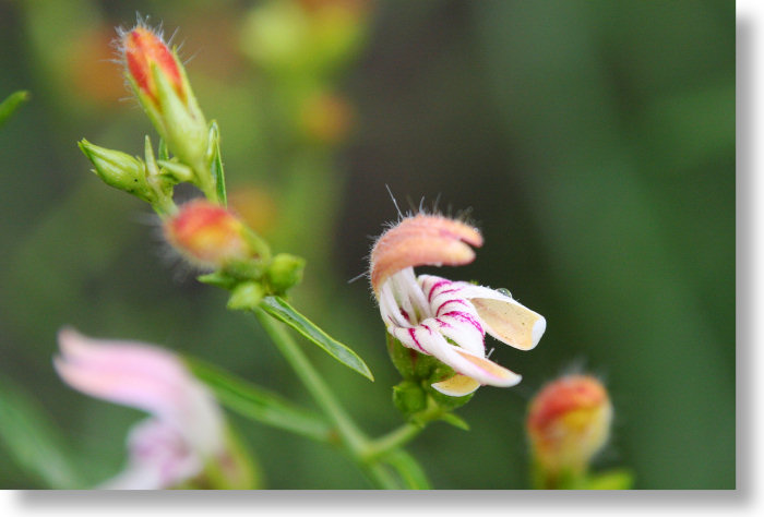 Yawning Penstemon blooms after a rainstorm