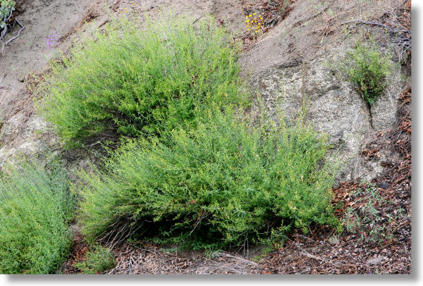 Yawning Penstemon bush in Yosemite National Park