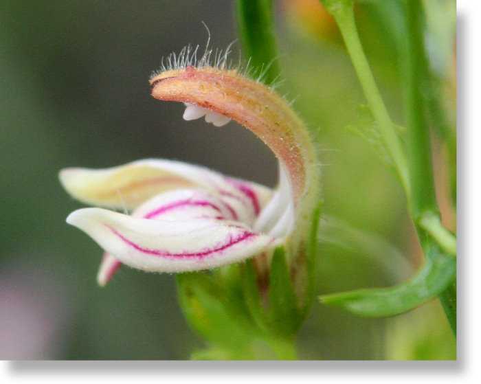 Yawning Penstemon flower closeup