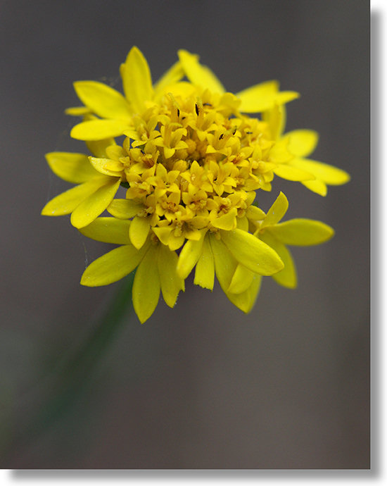 Yellow Pincushion (Chaenactis glabriuscula) flower
