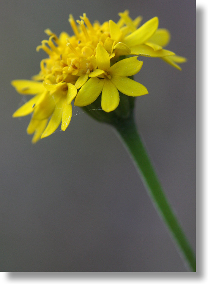 Yosemite Wildflowers Yellow Pincushion (Chaenactis glabriuscula) Profile