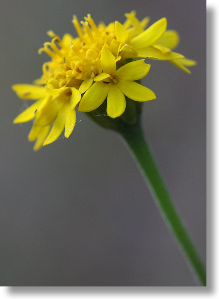 Yellow Pincushion (Chaenactis glabriuscula) flower profile view
