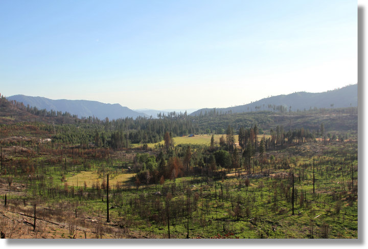 Big Meadow, Foresta, and fire damage