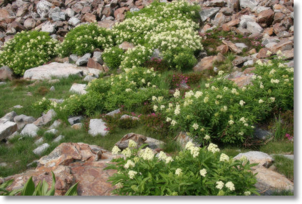 Wildflowers near Middle Gaylor Lake, Yosemite National Park
