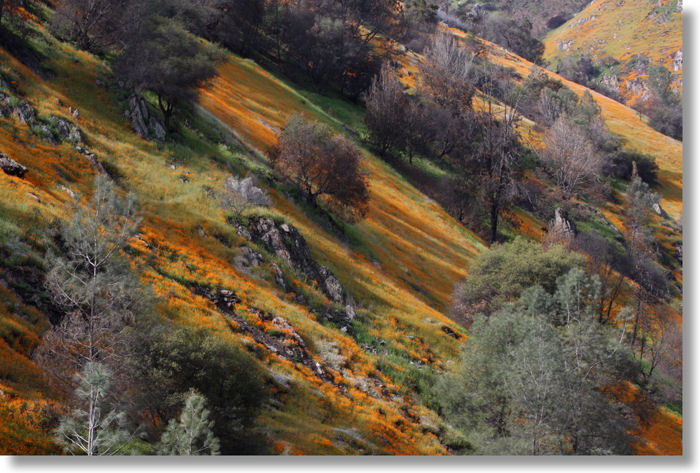 Tufted Poppies blooming in the Merced River Canyon