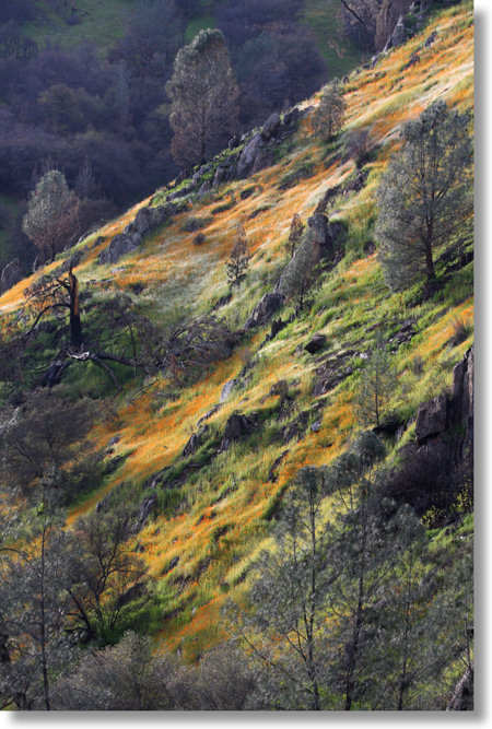 Tufted Poppies and Popcorn Flowers on a hillside in the Merced River Canyon