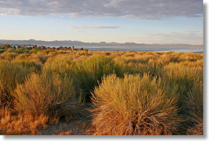 Brush at Mono Lake