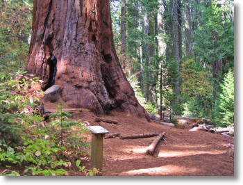 Nelder Grove of Giant Sequoias