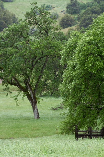 Oaks in the Ahwahnee Hills Regional Park