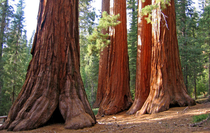 The Bachelor and Three Graces, Mariposa Grove