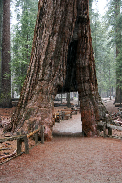 The California Tunnel Tree, Mariposa Grove, Yosemite National Park