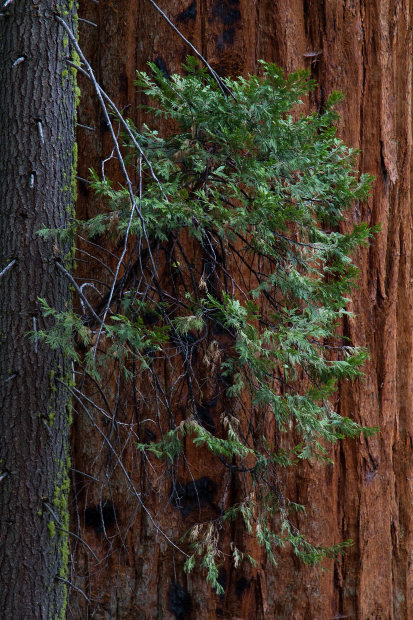 Incense Cedar (Calocedrus decurrens) and Giant Sequoia (Sequoiadendron giganteum) Trees in Nelder Grove