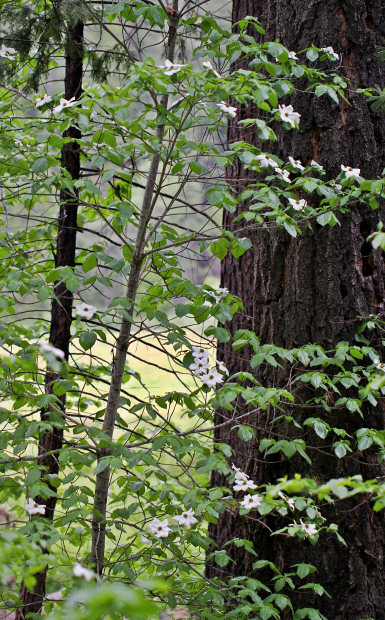 Blooming Mountain Dogwood (Cornus nuttallii)