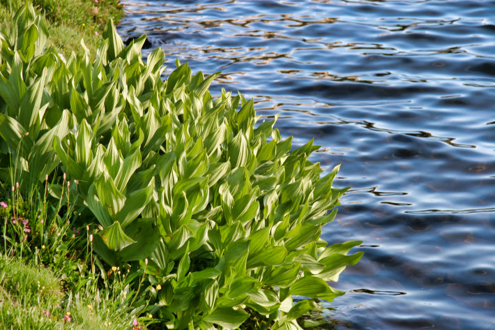 Corn Lilies beside Middle Gaylor Lake, Yosemite National Park