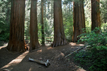 The first group of Giant Sequoias you'll meet in the Merced Grove, Yosemite National Park