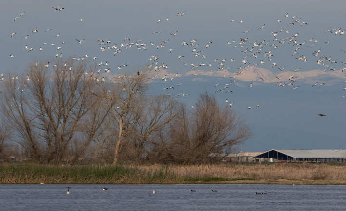 Geese at the Merced National Wildlife Refuge