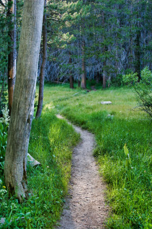 Mono Meadow, Yosemite National Park