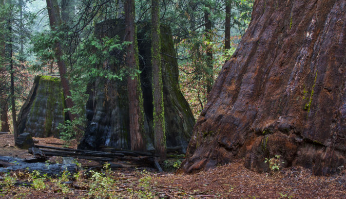 Giant Sequoia stumps next to the Bull Buck Tree in Nelder Grove