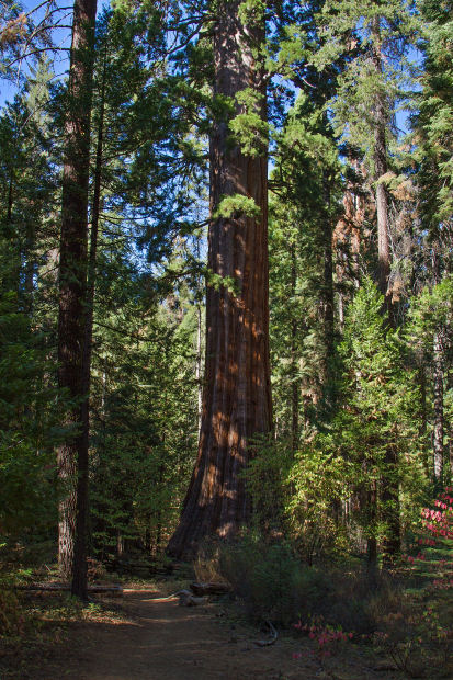 The Bull Buck Giant Sequoia, Nelder Grove