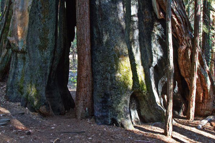 The Chimney Tree, Nelder Grove