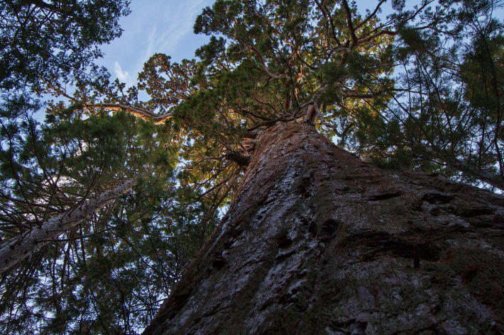 Old Grandad Tree, Graveyard of the Giants Trail, Nelder Grove