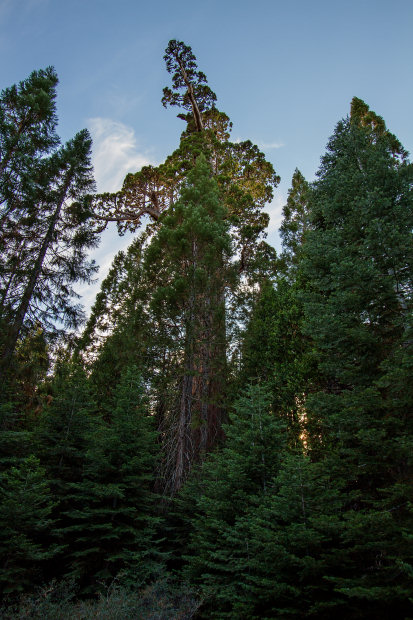 Old Grandad Tree, Graveyard of the Giants Trail, Nelder Grove