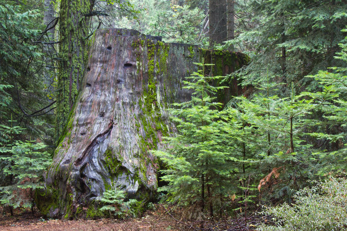 Giant Sequoia stump in the Nelder Grove