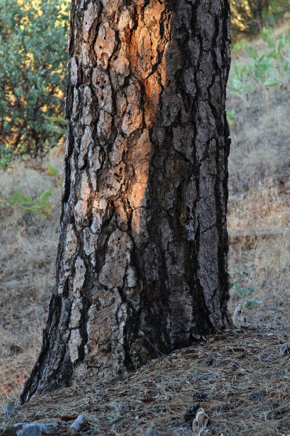 Ponderosa Pine (Pinus ponderosa)