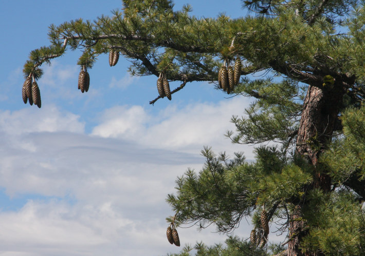 Sugar Pine (Pinus lambertiana) tree with cones