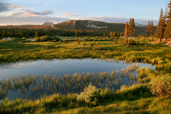 Pool in Tuolumne Meadows near the central trail