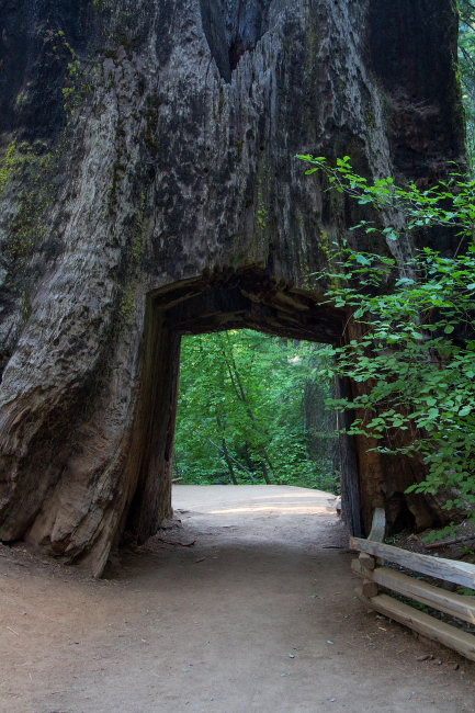 The approach to the dead tunnel tree in the Tuolumne Grove of Giant Sequoias