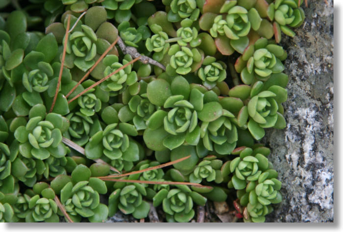 succulents growing along the 4-Mile Trail