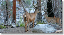 Deer at Sierra overlook