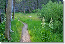 Mono Meadow trail