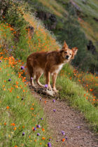 Puppy on the Hite Cove Trail (thumbnail)