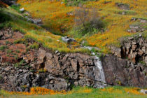 Merced River Canyon superbloom (thumbnail)