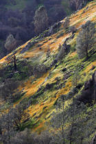 Poppies along the Hite Cove Trail (thumbnail)