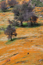 Poppies along the Hite Cove Trail (thumbnail)