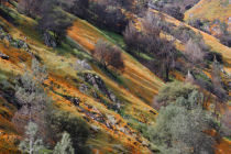 Merced River Canyon superbloom (thumbnail)