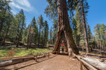 california tunnel tree panorama section