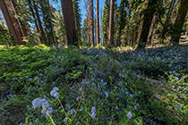 mariposa grove ceanothus panorama section