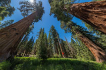 mariposa grove cabin panorama section