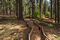 Tuolumne Grove trail panorama section